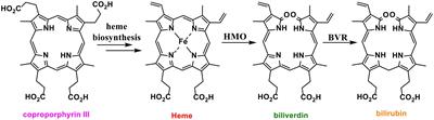 Production of copropophyrin III, biliverdin and bilirubin by the rufomycin producer, Streptomyces atratus